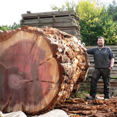 English/Native Hardwood specialists/ Huge Sequoia Log Waiting to be sawn
