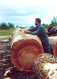Interesting Timbers 1997 before digitial photographs